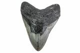 Fossil Megalodon Tooth - North Carolina #376535-1
